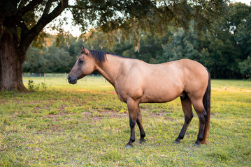 Horse of dun color walking in a green pasture at a farm
