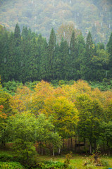 雨と紅葉の景色