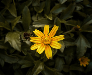 yellow flower in the garden