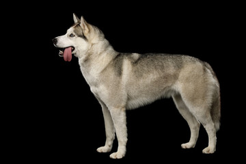 Siberian Husky Dog Standing with funny snout on Isolated Black Background, full length, side view