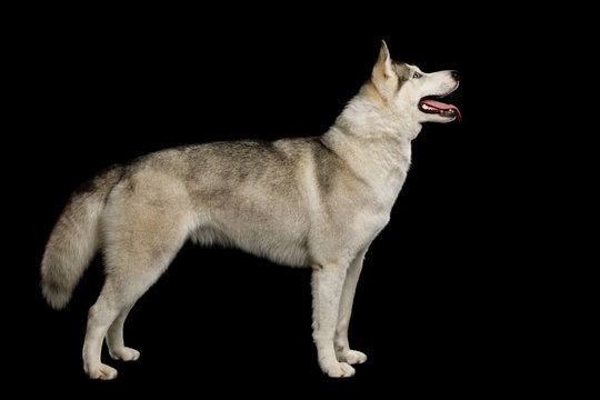 Siberian Husky Dog Standing with furry tail on Isolated Black Background, full length, side view