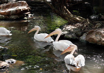 Close up Group of Great White Pelican were Floating in the Swamp