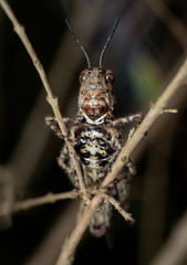 Macro Photo of Brown Grasshopper Camouflage on Twig
