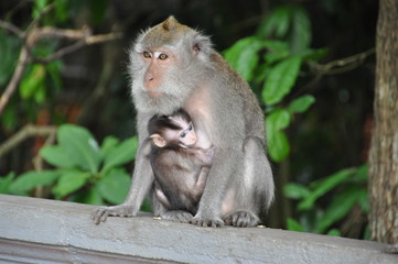 バリに住む猿