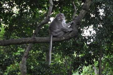 バリに住む猿