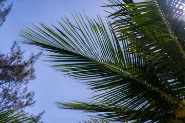 coconut palm tree on blue sky background, excellent for tourist, tropical advertisers. Coconut palm leaves on a sunny day at the beach with blue sky.