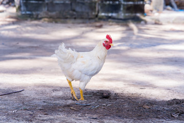 Free range white chicken dry ground