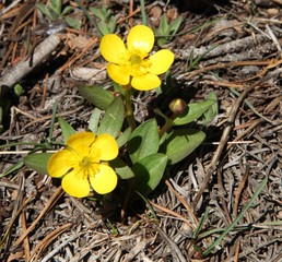 Early Buttercup (Ranunculus glaberrimus) yellow wildflower in Beartooth Mountains, Montana