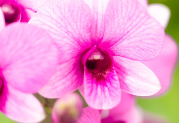 Front view soft pink orchids selected focus & macro photography outdoor by natural light in the afternoon.
