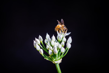 Fototapeta na wymiar Chinese chive flowers with bee