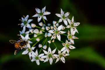Chinese chive flowers with bee
