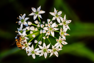 Chinese chive flowers with bee
