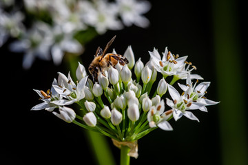Chinese chive flowers with bee
