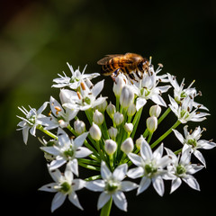 Chinese chive flowers with bee
