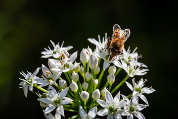 Chinese chive flowers with bee
