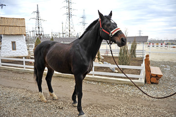 Thoroughbred horse posing at rural equestrian farm.