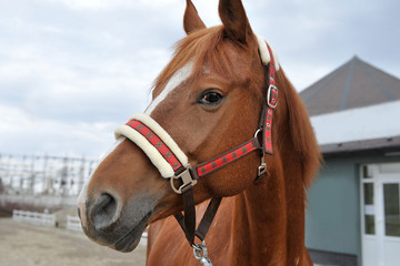 Obraz premium Beautiful thoroughbred brown horse.
