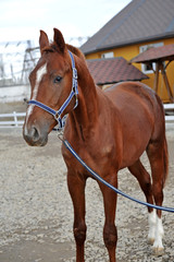 Beautiful thoroughbred  brown horse. Portrait of a young sports horse  in a halter.