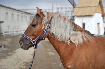 Portrait of cute horse with  mane of blond color at rural farm.