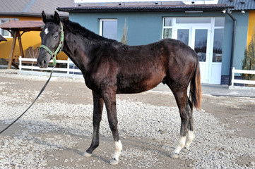 Young sports horse with an asterisk on his forehead in a halter posing in the yard of the...