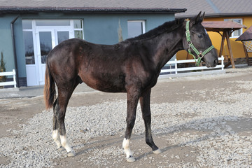 Brown thoroughbred horse portrait at rural equestrian farm.
