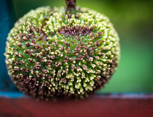 An image of a small green wild fruit fallen from a tree
