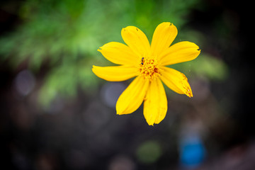 A small sparkling yellow flower in the morning sun in a city park