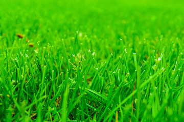 Fototapeta premium Background of the green grass. Eco concept. Selective focus