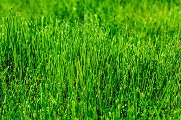 Background of the green grass. Eco concept. Selective focus