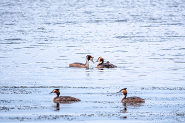 Two stunning adult Great crested Grebe, Podiceps cristatus, swimming in the lake, one of the parents has their cute babies riding on its back