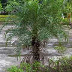 Fototapeta na wymiar Beautiful growing small Palm tree a park in the morning