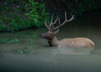 Naklejka na ściany i meble Deer in the Water, Canadian Wildlife