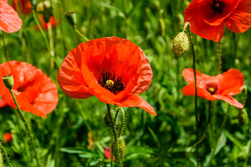 Naklejka premium Wild red poppy plants blossoming at spring