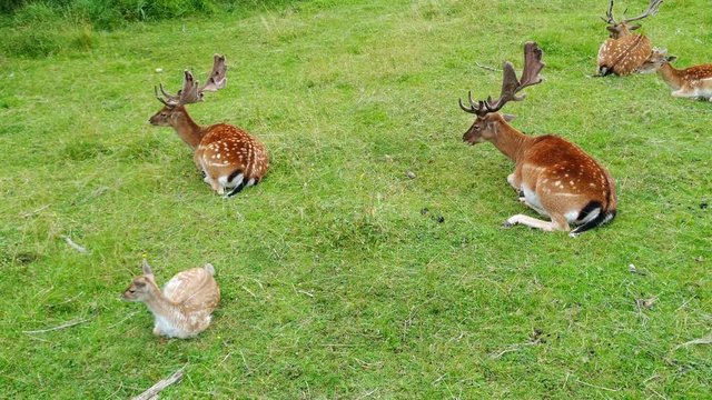 Static view of male fallow deer and a fawn sitting together in a field