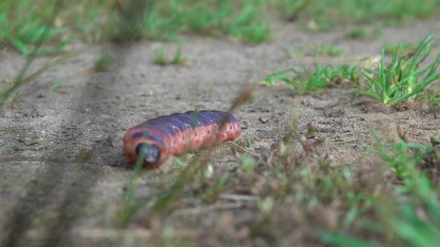 a big black-orange caterpillar crawls hastily across the ground