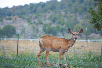 Naklejka na ściany i meble Wild Mule Deer in the countryside of Delta Colorado