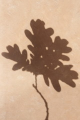 Autumn background.  Sunlight shadows, silhouette dry leaves on beige paint textured backdrop . Minimal concept. Poster