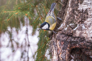 A tit is looking for food on a tree trunk.