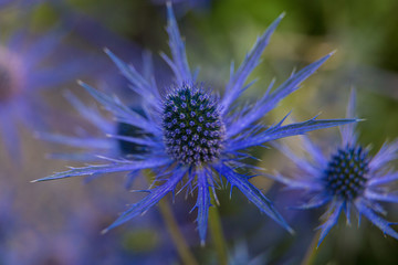 Beautiful summer garden plants