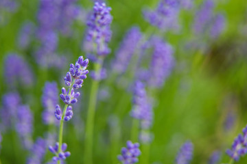 Beautiful summer garden plants