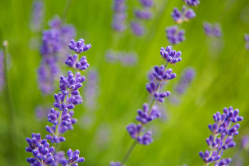 Beautiful summer garden plants