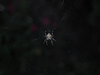 spider on the web