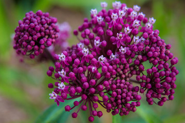 Beautiful summer garden plants