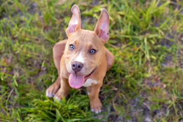 Pitbull Terrier puppy copper tan color sitting and looking up in a grassy lawn at bright sunset