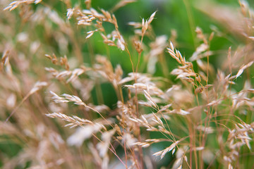 Beautiful summer garden plants