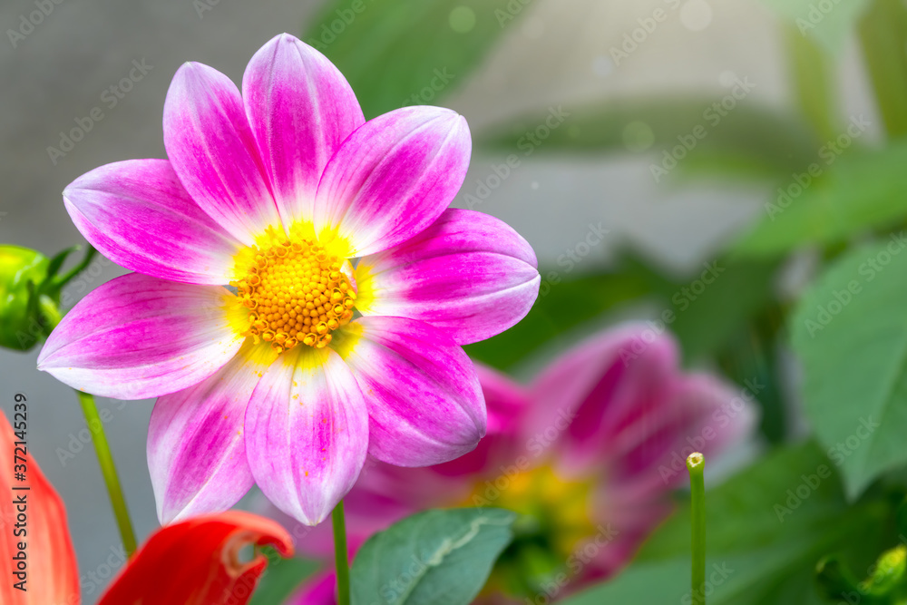 Wall mural beautiful purple cosmos flower on green blurred background. cosmos bipinnatus, commonly called the g