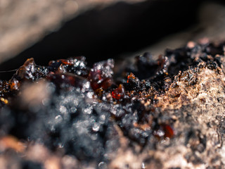 Close up of tree bark texture