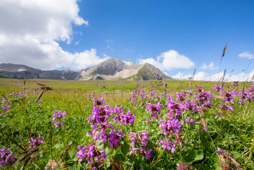 Obraz premium Blooming meadows in the summer landscapes of the caucasus mountains in Russia