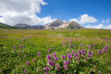 Blooming meadows in the summer landscapes of the caucasus mountains in Russia