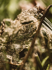 Close up of a dry leaf